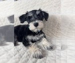 Small Photo #7 Schnauzer (Miniature) Puppy For Sale in HIGHLAND, CA, USA