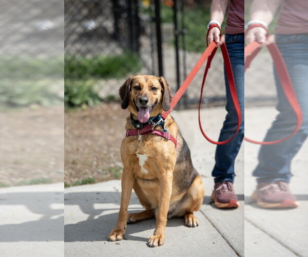 Medium Photo #9 Mutt Puppy For Sale in Elmsford, NY, USA