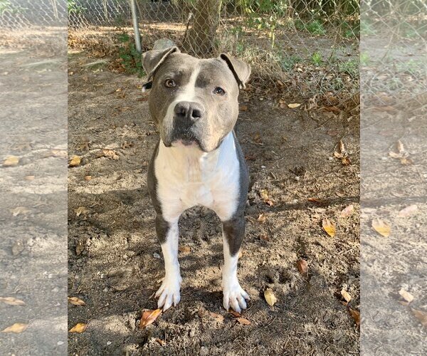 Medium Photo #5 American Bulldog Puppy For Sale in Lexington, SC, USA