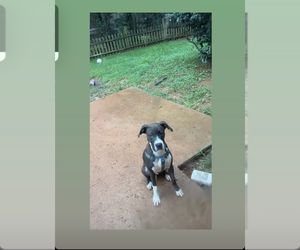 Great Dane-Mutt Mix Puppy for sale in DOUGLASVILLE, GA, USA