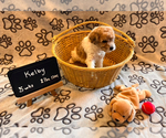 Puppy 2 Poochon