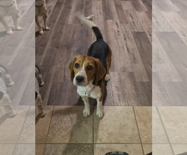 Medium Photo #7 Beagle Puppy For Sale in Las Vegas, NV, USA