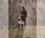 Small #6 Beagle