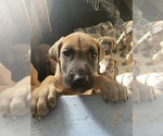 Small Photo #6 Great Dane Puppy For Sale in JOHNSTOWN, OH, USA