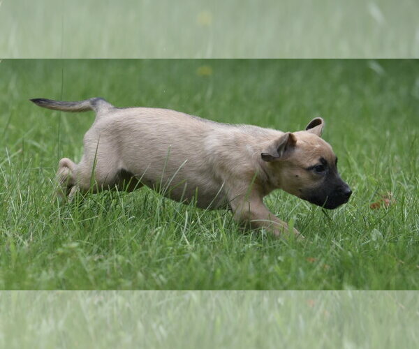 Medium Photo #3 Boxer-Unknown Mix Puppy For Sale in Mechanicsburg, PA, USA