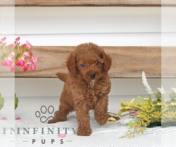 Medium Photo #3 Poodle (Miniature) Puppy For Sale in GAP, PA, USA