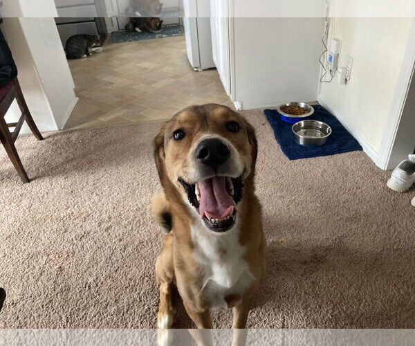 Medium Photo #2 Mutt Puppy For Sale in Holly Springs, NC, USA