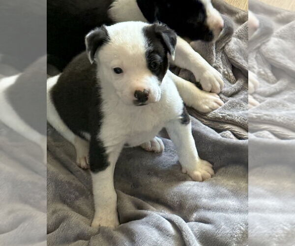 Medium Photo #2 Australian Shepherd-Unknown Mix Puppy For Sale in OKLAHOMA CITY, OK, USA