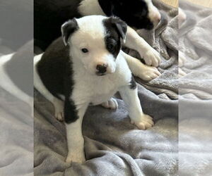 Asher - Male Australian Shepherd-Unknown Mix Dog for Adoption - Photo #2