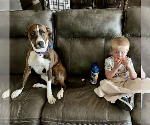 Medium Photo #1 American Staffordshire Terrier-Boxer Mix Puppy For Sale in Cave Creek, AZ, USA