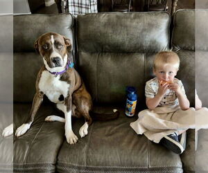 American Staffordshire Terrier-Boxer Mix Dogs for adoption in Cave Creek, AZ, USA