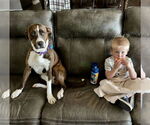 Small American Staffordshire Terrier-Boxer Mix