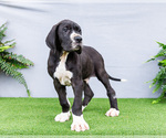 Small #6 Great Dane