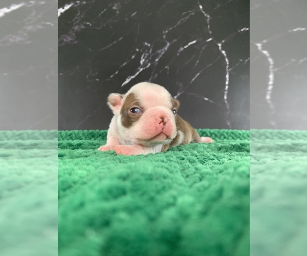 Medium Photo #2 Boston Terrier Puppy For Sale in TULARE, CA, USA