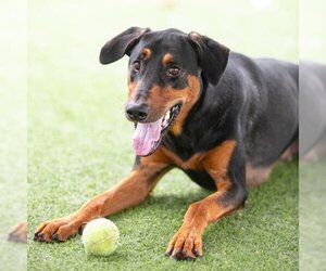 Doberman Pinscher-Labrador Retriever Mix Dogs for adoption in Camarillo, CA, USA