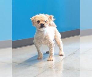 Maltipoo (Miniature) Dogs for adoption in San Martin, CA, USA