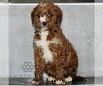 Small #3 Poodle (Miniature)