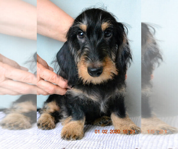 Medium Photo #1 Dachshund Puppy For Sale in Moscow, Moscow, Russia