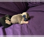 Small Photo #6 Faux Frenchbo Bulldog Puppy For Sale in BREMERTON, WA, USA