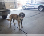 Small Australian Shepherd Mix