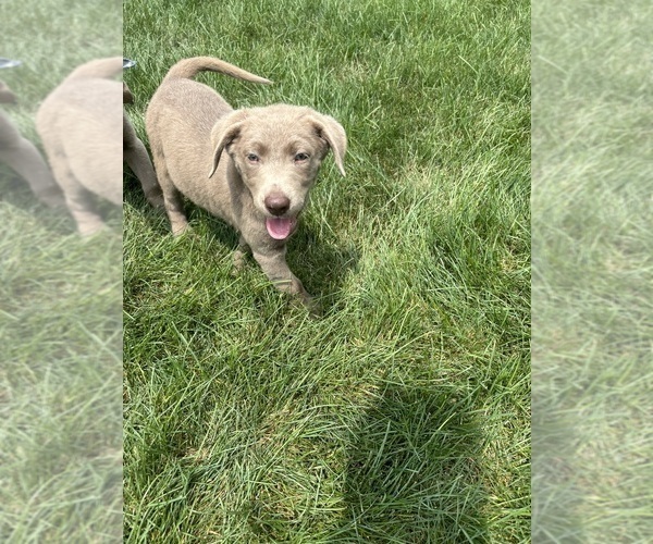 Medium Photo #2 Labrador Retriever Puppy For Sale in GREENFIELD, IN, USA