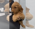 Small Photo #12 Golden Retriever Puppy For Sale in CHAMPIONS GATE, FL, USA