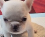 Small #1 French Bulldog
