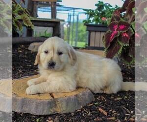 English Cream Golden Retriever Puppy for sale in BEARTOWN, PA, USA
