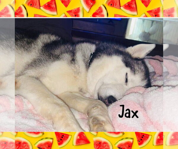 Medium Photo #2 Siberian Husky Puppy For Sale in Red Lodge, MT, USA
