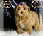 Small #7 Maltipoo
