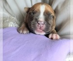 Small Photo #7 American Bully Puppy For Sale in PHOENIX, AZ, USA