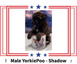 Poodle (Toy)-Yorkshire Terrier Mix Puppy for sale in AZLE, TX, USA