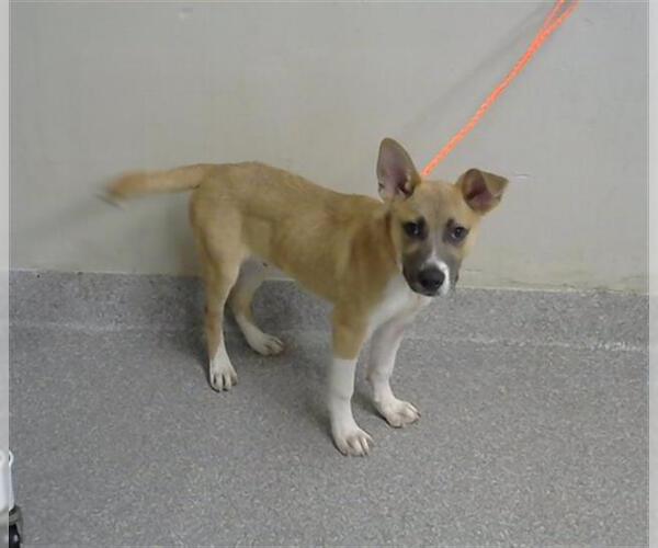 Medium Photo #1 Labrador Retriever-Unknown Mix Puppy For Sale in Pasadena, TX, USA