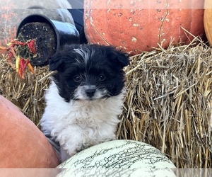 Pom-A-Poo Puppy for sale in CENTRALIA, IL, USA