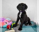 Small #4 Labrador Retriever Mix