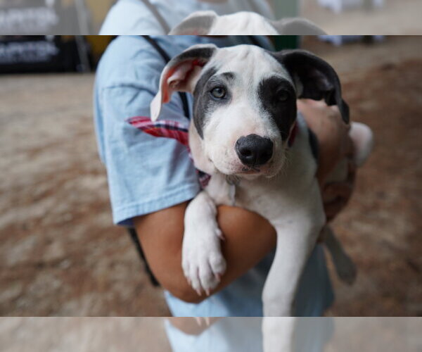 Medium Photo #3 American Staffordshire Terrier-Unknown Mix Puppy For Sale in Holly Springs, NC, USA