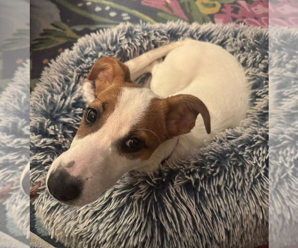 Medium Photo #3 Labrador Retriever-Unknown Mix Puppy For Sale in Oak Bluffs, MA, USA