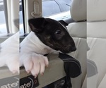 Small #3 Bull Terrier