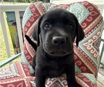 Small Photo #27 Labrador Retriever Puppy For Sale in SPOTSYLVANIA, VA, USA