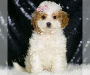 Poodle (Toy) Puppy for sale in WARSAW, IN, USA
