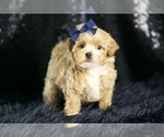 Puppy Finley F1B Maltipoo
