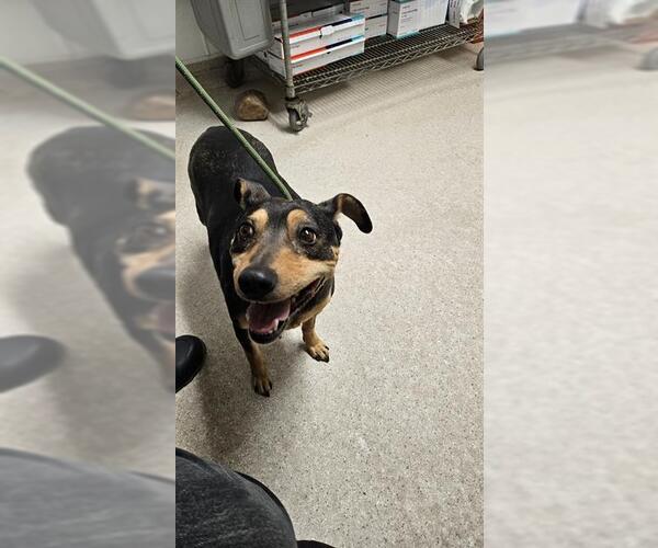 Medium Photo #1 Miniature Pinscher Puppy For Sale in Bakersfield, CA, USA