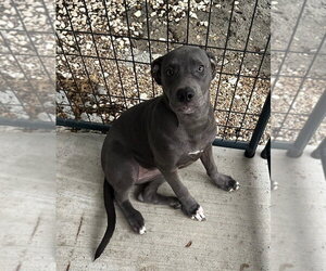 Mutt Dogs for adoption in Oak Bluffs, MA, USA