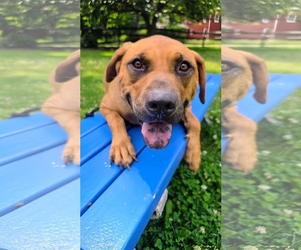 Medium Photo #8 Rhodesian Ridgeback-Unknown Mix Puppy For Sale in Rockaway, NJ, USA