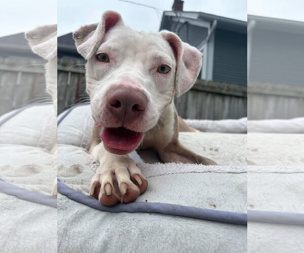 Medium Photo #43 American Pit Bull Terrier-Unknown Mix Puppy For Sale in Germantown, OH, USA