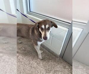 Labsky Dogs for adoption in Pueblo, CO, USA