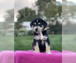 Small Photo #4 Goberian Puppy For Sale in ANTIOCH, TN, USA