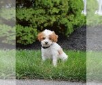 Puppy Cody Poodle (Miniature)