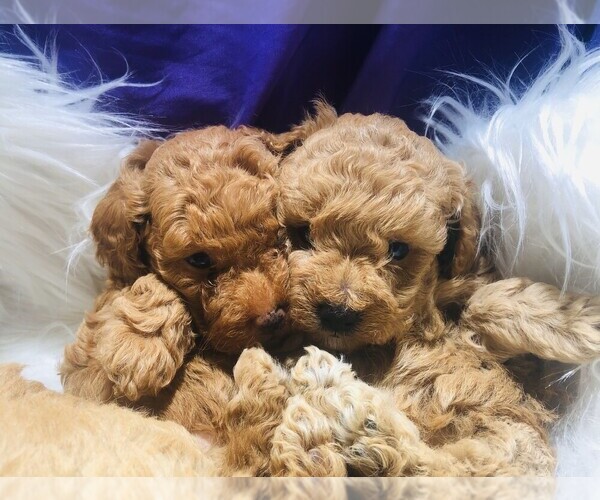 Medium Photo #5 Poodle (Toy) Puppy For Sale in CARTHAGE, MO, USA
