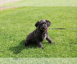 Schnoodle (Miniature) Puppy for Sale in SCHDY, New York USA